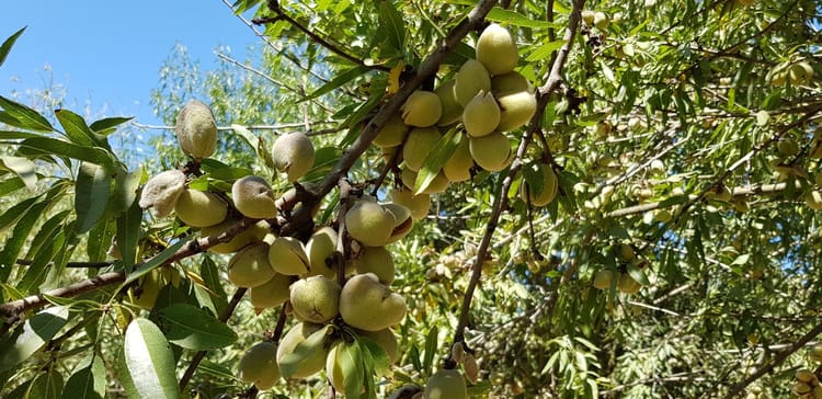 Almonds in USA.6