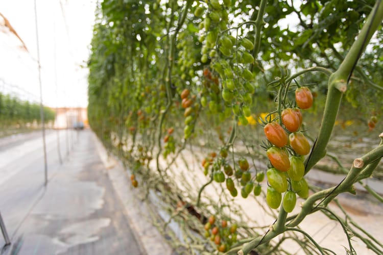 Tomato Morocco  04