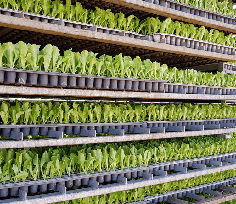 lettuce in Israel.2