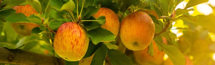 Banner A drip a day, keeps the apple okay