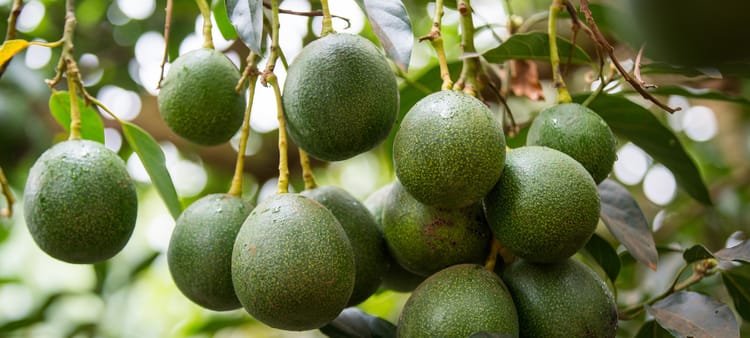 Banner Precision irrigation solves problems in the avo orchard