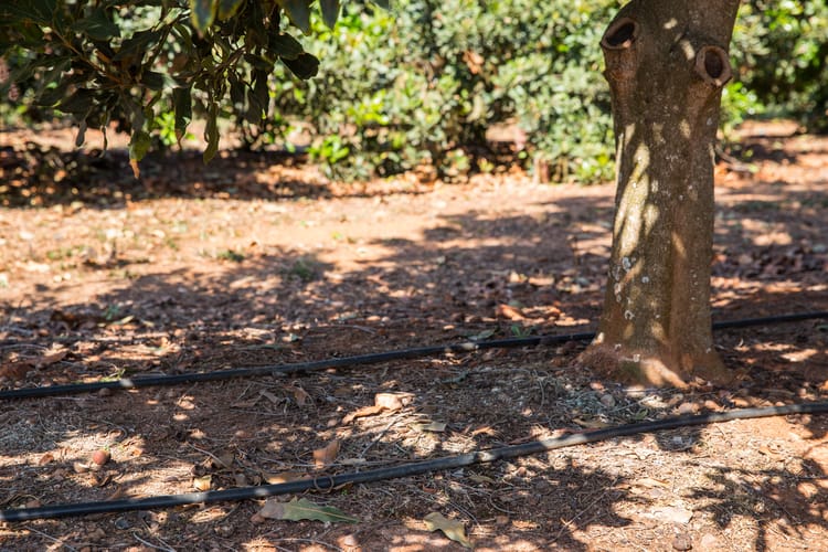 Banner Smart macadamia irrigation is the key