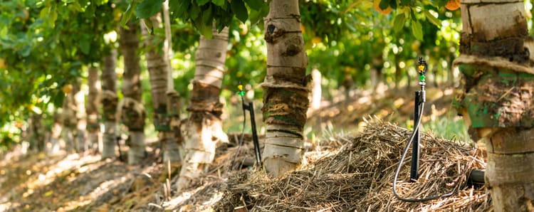 Banner Micro-sprinkler irrigation: What you need to know