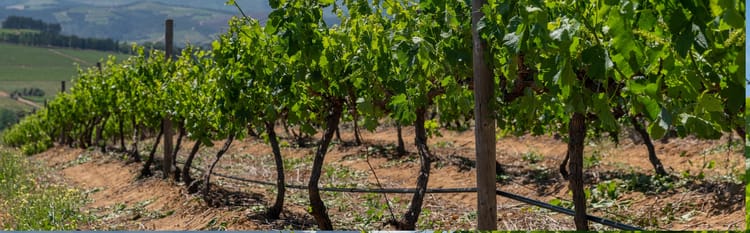 Banner Drip on Wine Grapes: Less Water, More Control