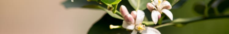 Banner Ambrosia: 15 Years of low-flow drip irrigation