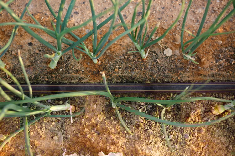 Banner Drip your way to vegetable production success