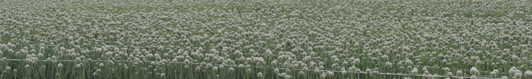 Banner Decades with Driplines: Precision and Onion Seed Production