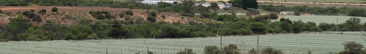 Banner Decades with Driplines: Precision and Onion Seed Production