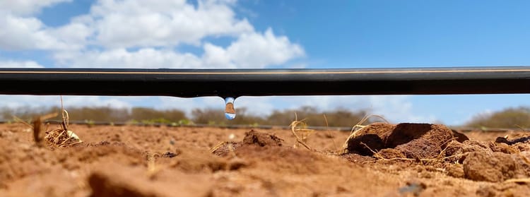 Banner Root zone health: find the balance!