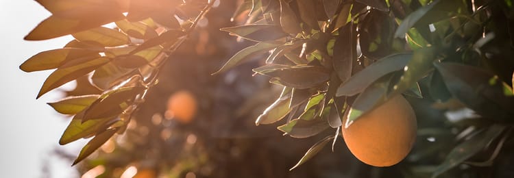 Banner Focus points for drip on citrus