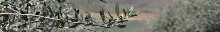 Banner The Netafim and De Rustica Story – the best drip for the best olive oil.