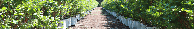 Banner Advancing Life Around the World by Growing More with Less