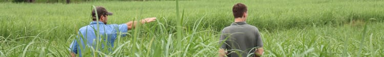 Banner Drip on Sugar – Saving Water, Energy & Labour