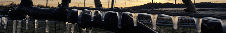 Banner Sprinklers as defence against frost