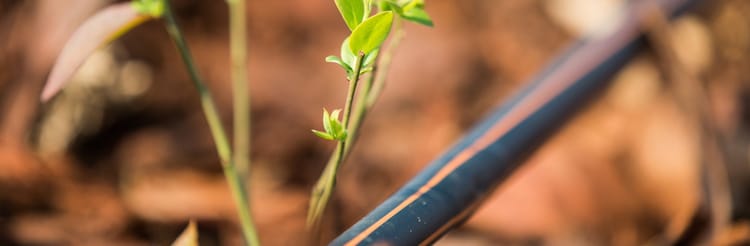 Banner Drip irrigation maintenance: What you need to know