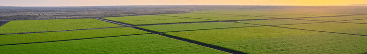 Banner 60 Years Globally: Netafim’s Impact in Southern & East Africa 