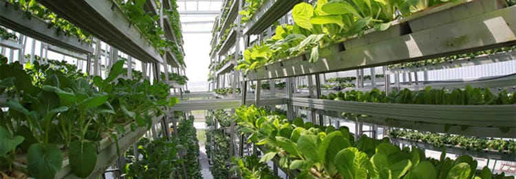 Food of the future: How we are changing what we eat