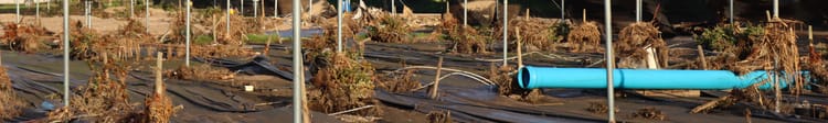Banner How One Message Helped Protect a Blueberry Farm After Western Cape Floods