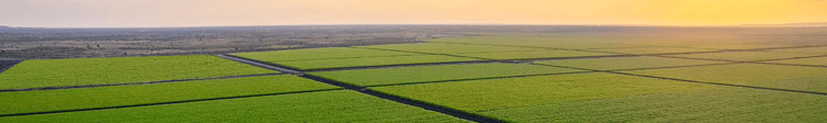 Banner Efficiency sugar’s only defence against challenging headlines