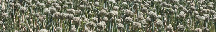 Banner Tough thin wall triumphs for Klein Karoo seed farmers