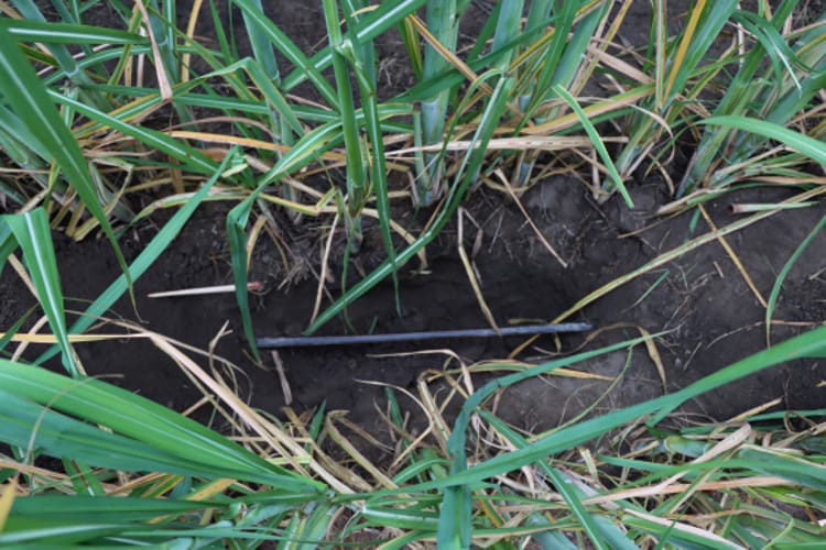 To align with harvesting practices, subsurface drip irrigation is the preferred method for sugarcane irrigation. Driplines are buried 15 – 20 cm below the soil surface. In this photo a profile pit was dug to assess the moisture levels of the soil and adjust scheduling if necessary.