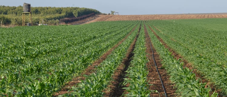 Banner Manage risk with efficient irrigation