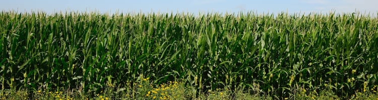 Banner Drip on maize: Measure and manage for more