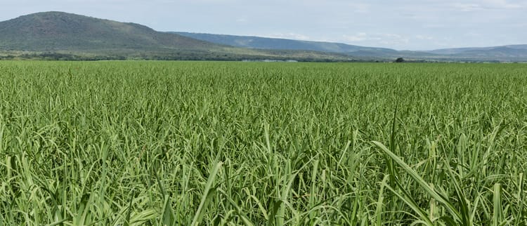 Banner DripNet PC™ AS XR – a sweet solution