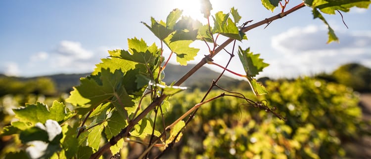 Banner The history of drip irrigation on wine grapes