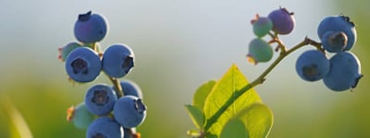 Banner Creating optimal conditions in the greenhouse