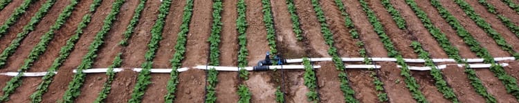 Banner Sugar bean success with drip irrigation