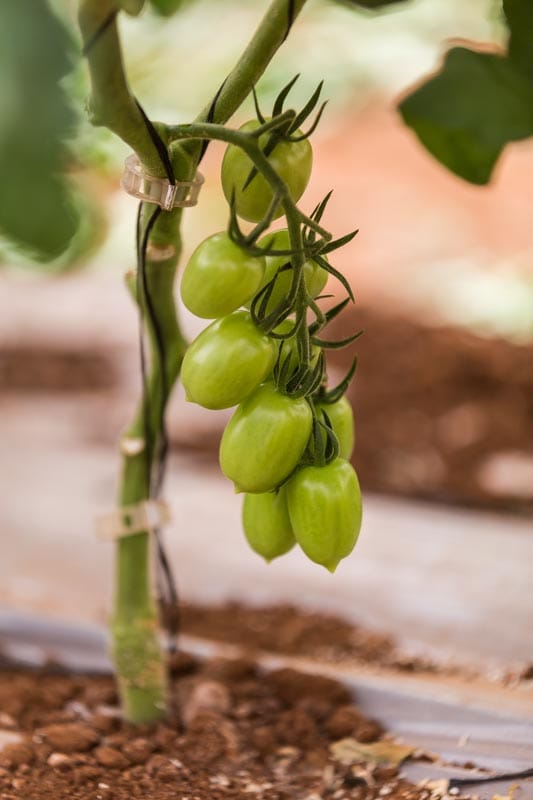 Nutrigation™