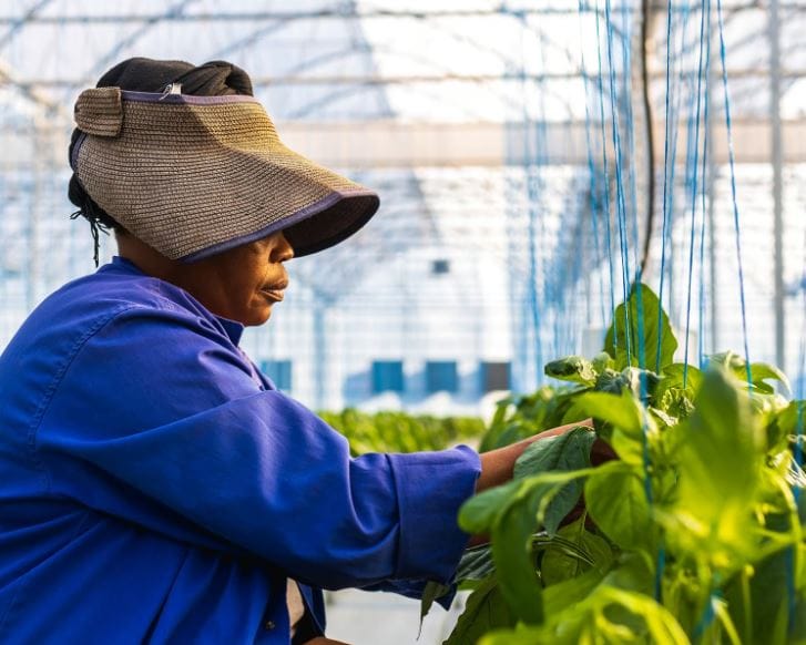 SOUTH AFRICA: GREENHOUSE PEPPERS