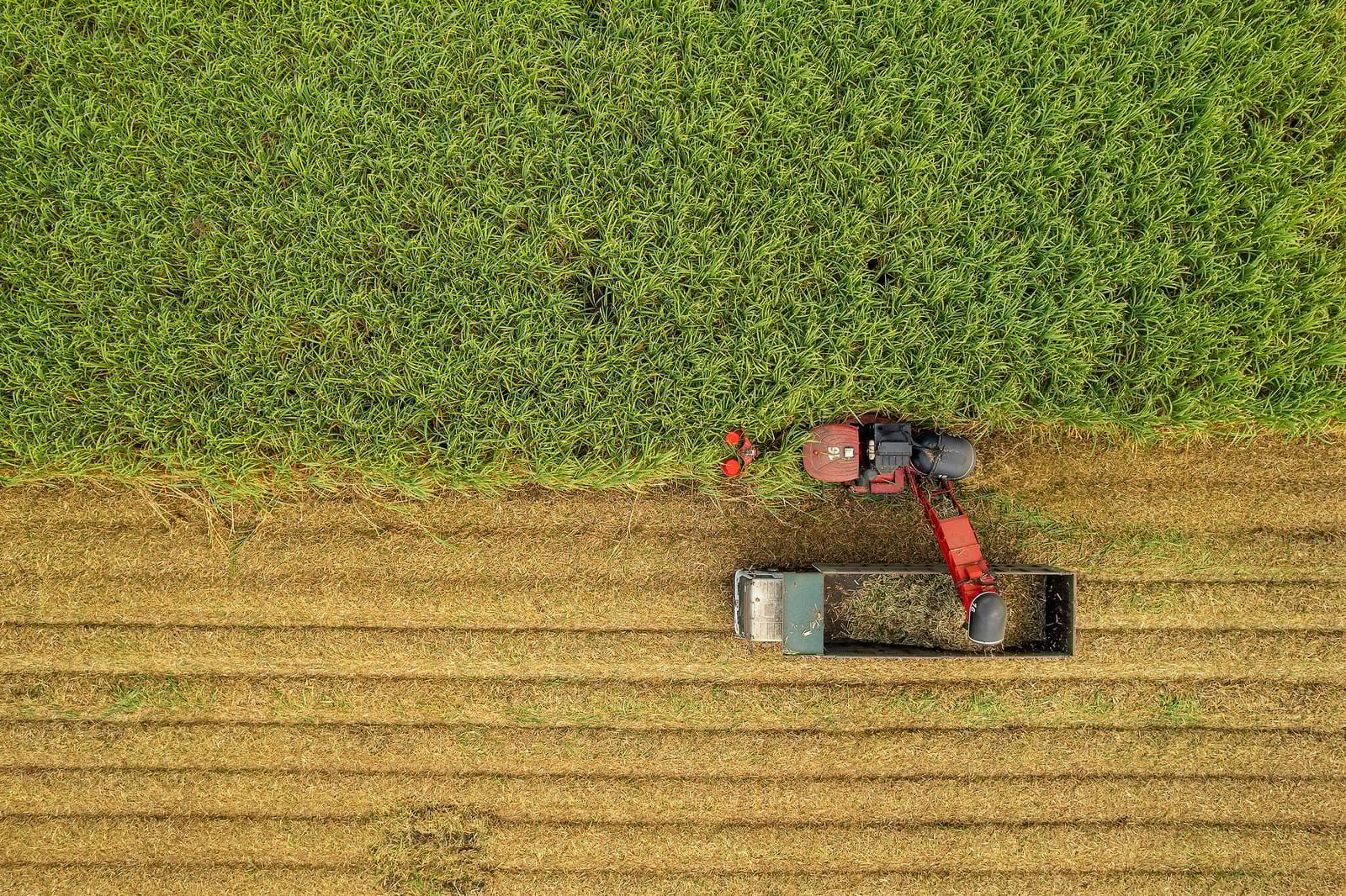 ZIMBABWE: GREENFUEL