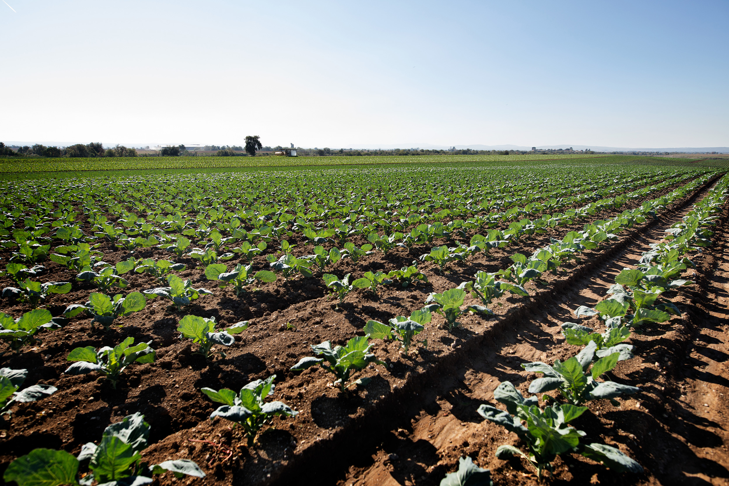 Drip irrigation for processing tomatoes