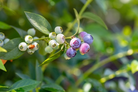 Blueberries: Specialised Irrigation for a Specialised Crop