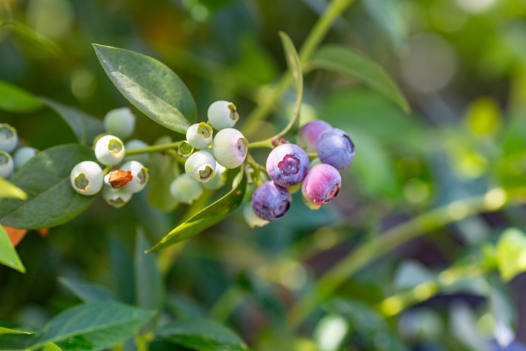 Banner Blueberries: Specialised Irrigation for a Specialised Crop