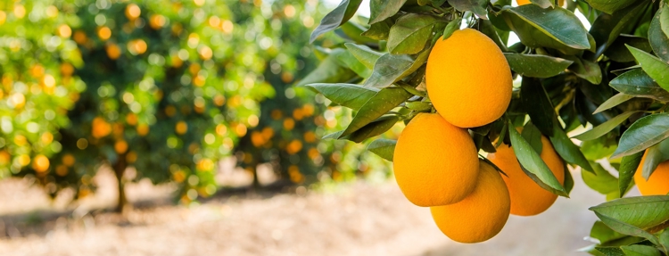 Banner Low flow irrigation and a booming citrus industry