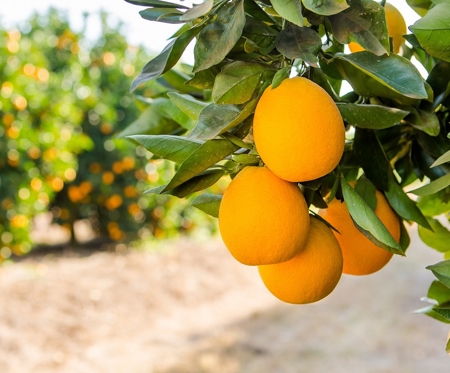 Low flow irrigation and a booming citrus industry