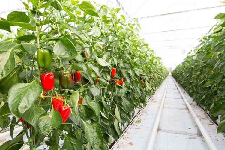 Banner Global Acquisition by Netafim to Support Food Security and Strengthen Local Greenhouse Industry’s Access to Technology