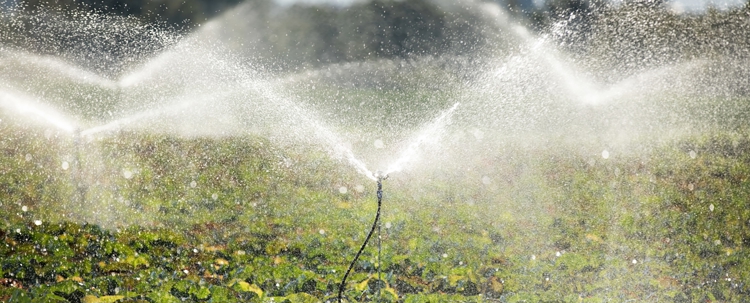 Banner Open-field sprinkler irrigation: What you need to know