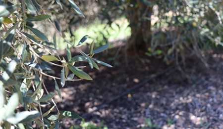 The Netafim and De Rustica Story – the best drip for the best olive oil.