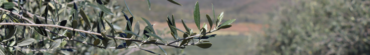 Banner The Netafim and De Rustica Story – the best drip for the best olive oil.