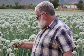 Derick Human in an onion seed field