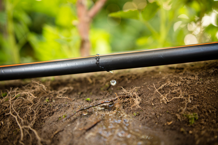 Drip irrigation: The water saving wonder that grows more with less