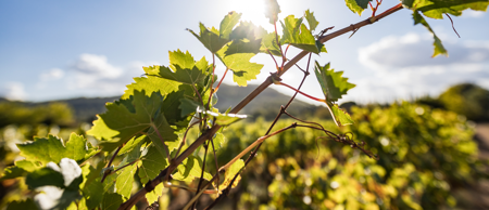 The history of drip irrigation on wine grapes