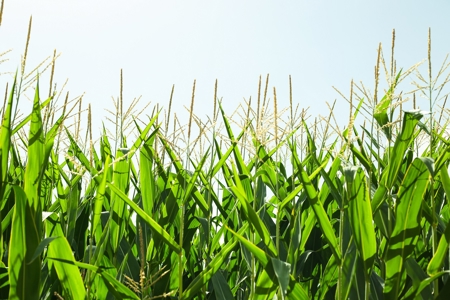 Drip on maize: Measure and manage for more