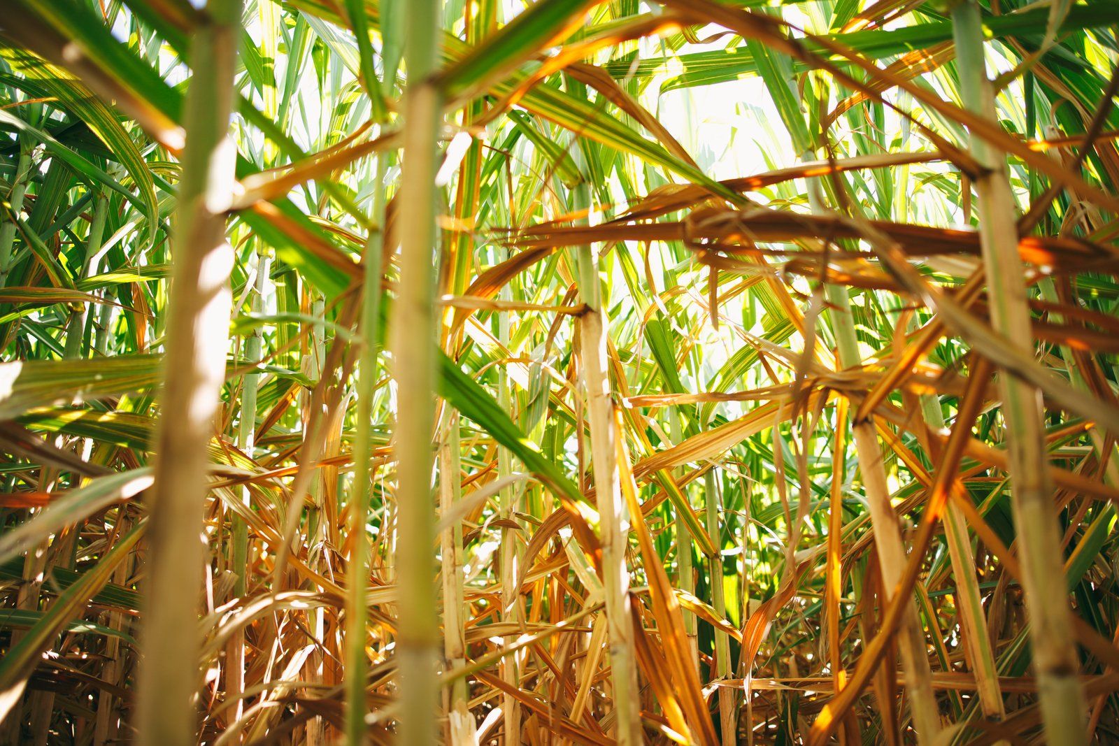 Sugarcane